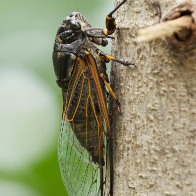 Cicada Insect Sound