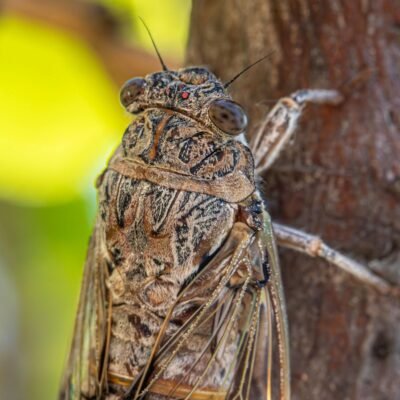 Summer Cicada Sound