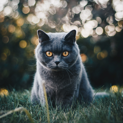 Animals Photo