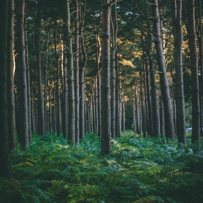 Royalty free forest sounds